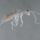 Image for article titled Meet the deepest land animal ever found